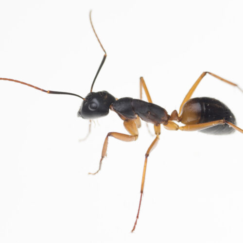 Banded sugar ant